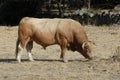 Great bull stallion grazing in the field