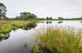 Great bulrush in the foreground of a wet landscape