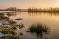 Great bulrush growing in the foreground of a lake Royalty Free Stock Photo