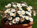 Great bunch of daisies at springtime Royalty Free Stock Photo
