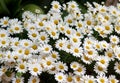 Bunch of daisies at springtime Royalty Free Stock Photo