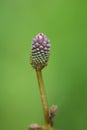 Great burnet flowers