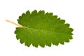 Great Burnet leaf