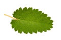 Great Burnet leaf Royalty Free Stock Photo