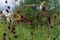 Great burnet Sanguisorba officinalis Greater burnet flower