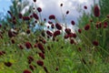 Great burnet Sanguisorba officinalis Greater burnet flower