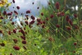 Great burnet Sanguisorba officinalis Greater burnet flower