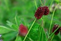 Great burnet Sanguisorba officinalis Greater burnet flower Royalty Free Stock Photo