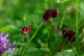 Great burnet Sanguisorba officinalis Greater burnet flower