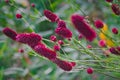 Great burnet Sanguisorba officinalis