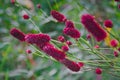 Great burnet Sanguisorba officinalis