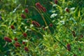 Great burnet Sanguisorba officinalis