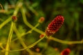 Great burnet Sanguisorba officinalis Royalty Free Stock Photo