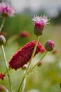 Great burnet Sanguisorba officinalis Royalty Free Stock Photo