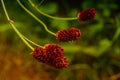 Great burnet Sanguisorba officinalis Royalty Free Stock Photo