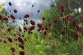 Great burnet Sanguisorba officinalis Greater burnet flower Royalty Free Stock Photo