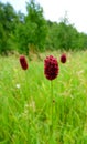 Great burnet Sanguisorba officinalis Greater burnet flower Royalty Free Stock Photo