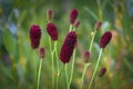 Great burnet Sanguisorba officinalis Greater burnet flower Royalty Free Stock Photo