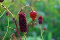 Great burnet Sanguisorba officinalis Greater burnet flower Royalty Free Stock Photo