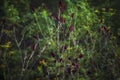 Great burnet Sanguisorba officinalis Greater burnet flower Royalty Free Stock Photo