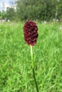 Great Burnet (Sanguisorba officinalis)