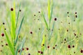 Great burnet, sanguisorba officinalis, wetland plant with red blossoms, green grass