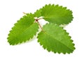 Great Burnet sprig Royalty Free Stock Photo