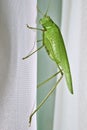 Great bush green cricket Royalty Free Stock Photo