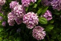 Great bush of pink flower hydrangea blooming in the garden Royalty Free Stock Photo
