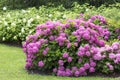 Great  bush of pink flower hydrangea blooming in the garden Royalty Free Stock Photo
