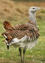 Great Bustard