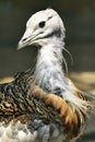 Great bustard Royalty Free Stock Photo