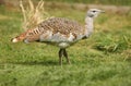 Great Bustard