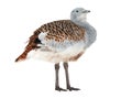 Great Bustard Royalty Free Stock Photo