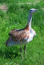 Great bustard Royalty Free Stock Photo