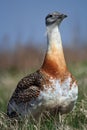 Great bustard Royalty Free Stock Photo