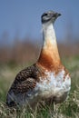 Great bustard