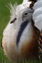 Great bustard