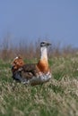 Great bustard Royalty Free Stock Photo