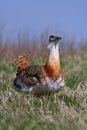 Great bustard Royalty Free Stock Photo