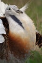 Great bustard