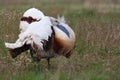 Great bustard Royalty Free Stock Photo