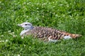 Great Bustard Royalty Free Stock Photo
