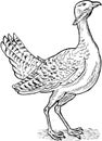 Great bustard bird drawing