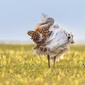 Great Bustard Display in Grassland Royalty Free Stock Photo