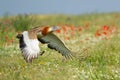 Great bustard flying over a meadow Royalty Free Stock Photo