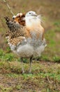 Great Bustard (Otis tarda) Royalty Free Stock Photo