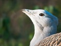 Great Bustard, Otis tarda closeup Royalty Free Stock Photo