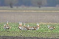 Great Bustard Otis tarda Royalty Free Stock Photo