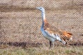 Great bustard or Otis tarda Royalty Free Stock Photo